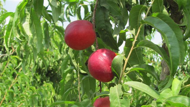 The magic of the fruit
